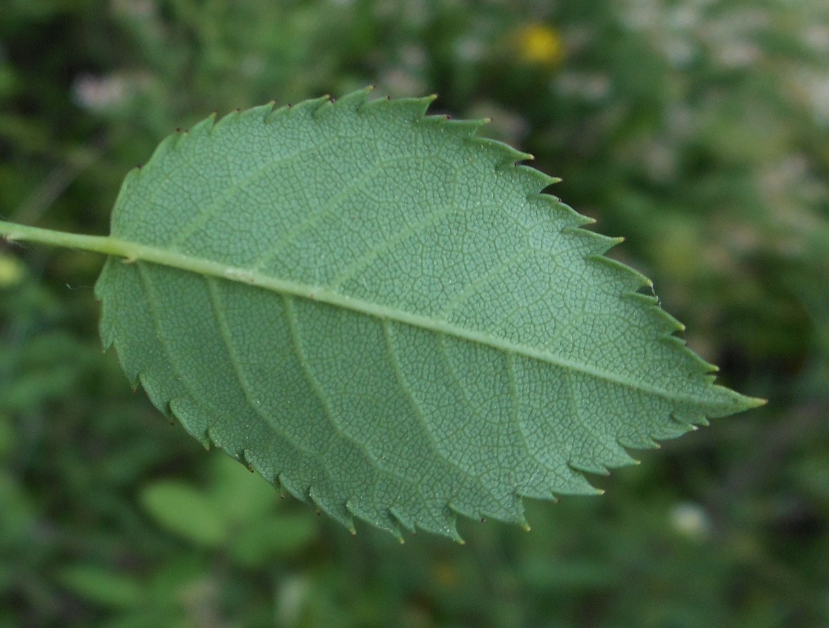 Rosa andegavensis / Rosa andegavense